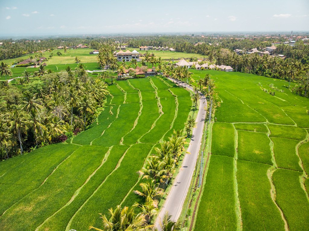Green terraced rice fields and palm trees in central Bali