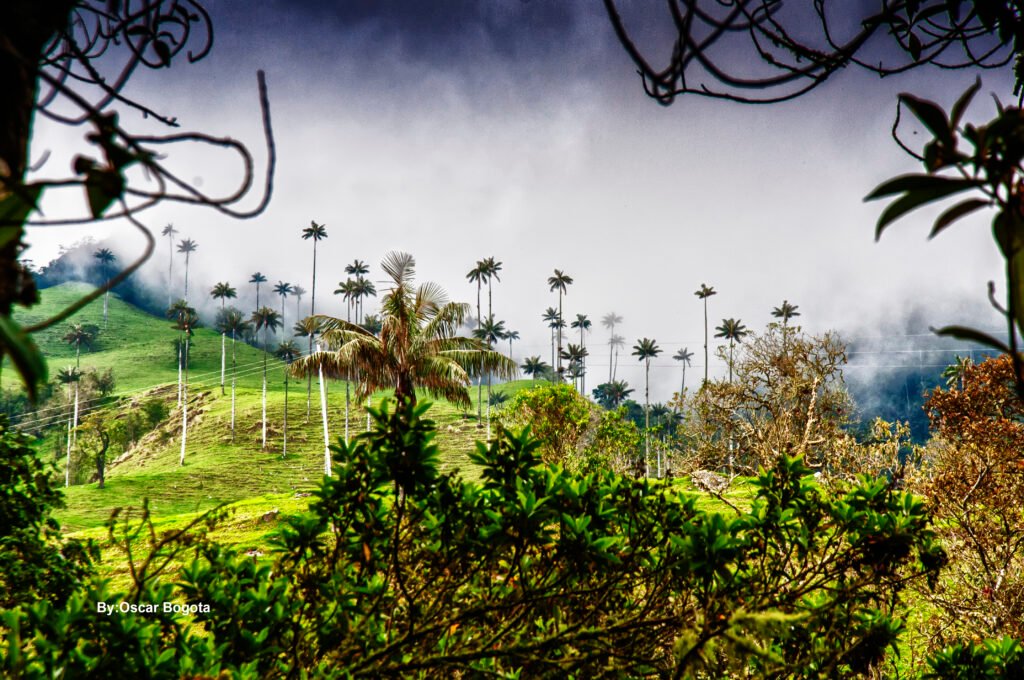 Tall wax palms rising above the green Cocora Valley in Colombia
