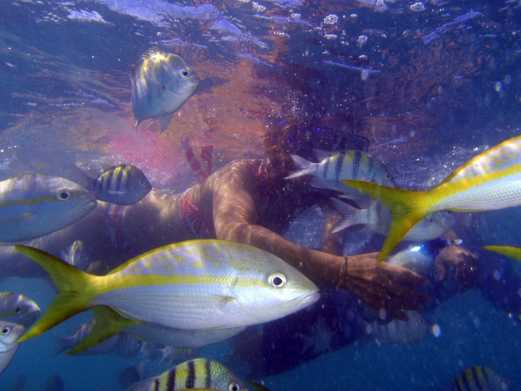Snorkeller above a tropical coral reef