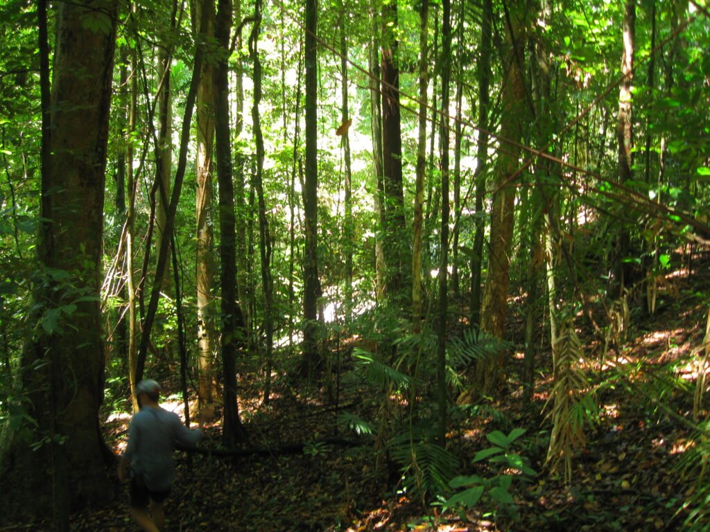 Dense green rainforest in the Daintree, Queensland
