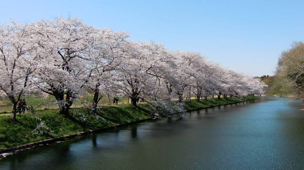 Cherry blossom trees in full bloom in a Japanese park