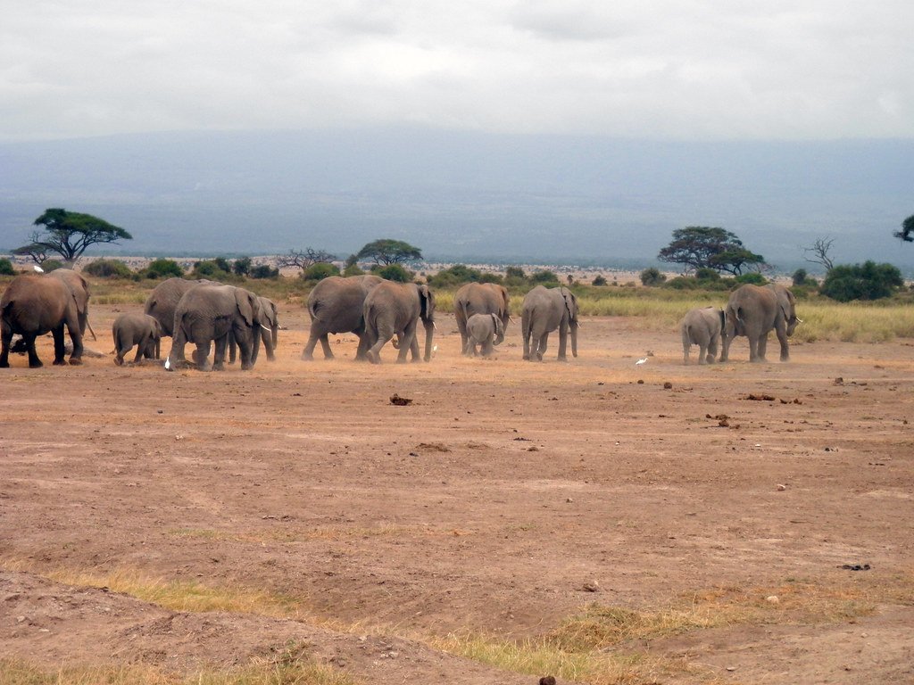 A herd of elephants walking across the plains of Amboseli in Kenya
