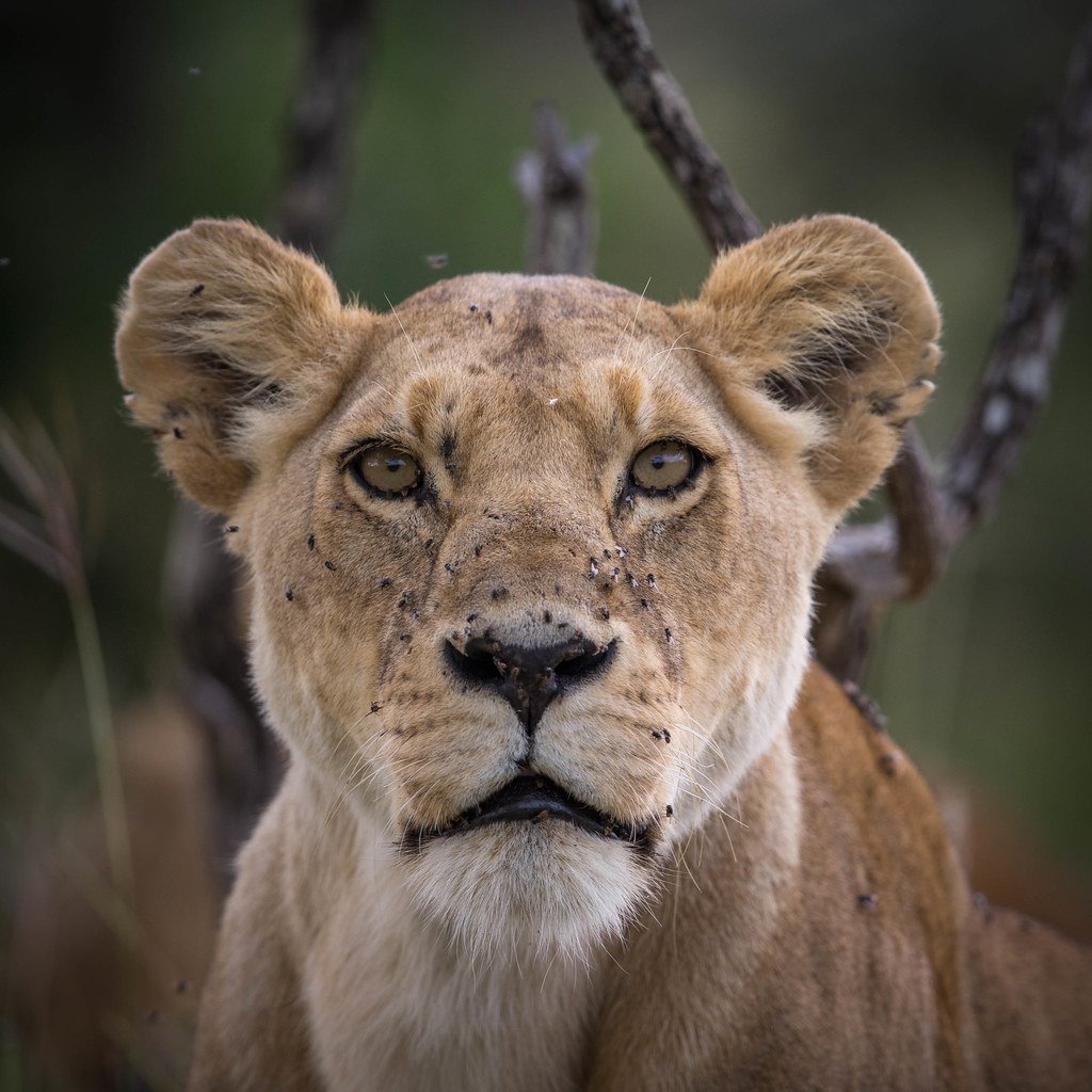 A lion resting in the grass of the Masai Mara, Kenya