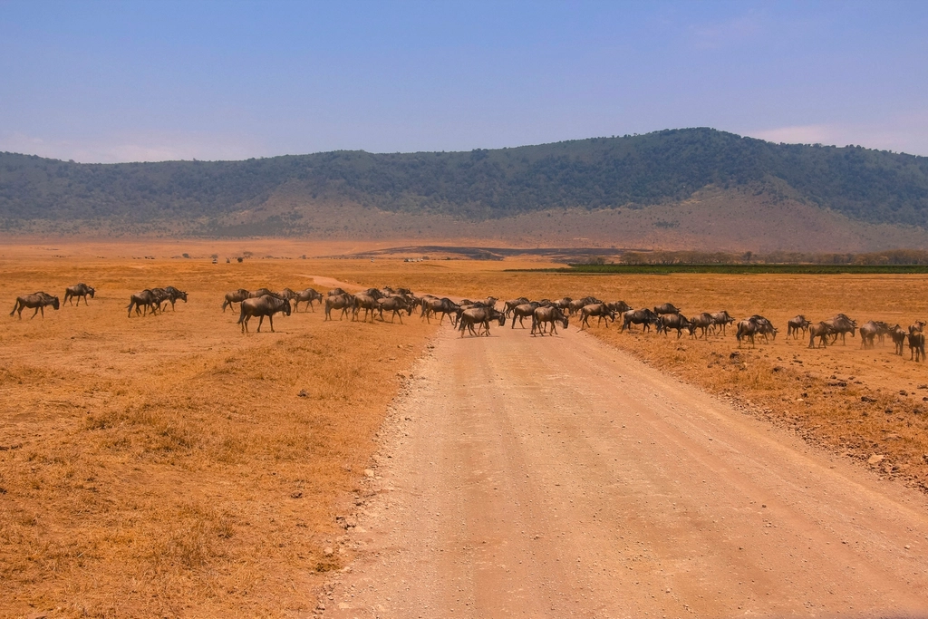 Herds of wildebeest crossing open savannah during the Great Migration