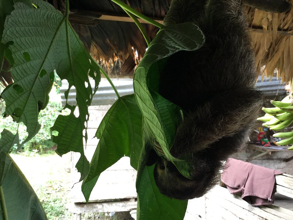 A three-toed sloth hanging in a tree in Costa Rica