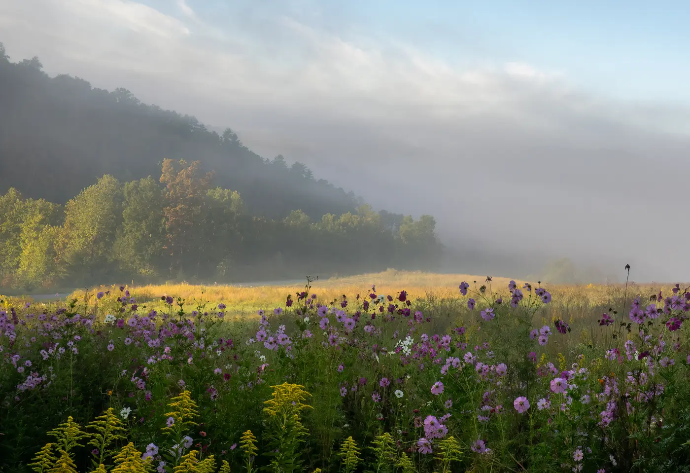 Wildflower meadow beneath misty Great Smoky Mountains ridges